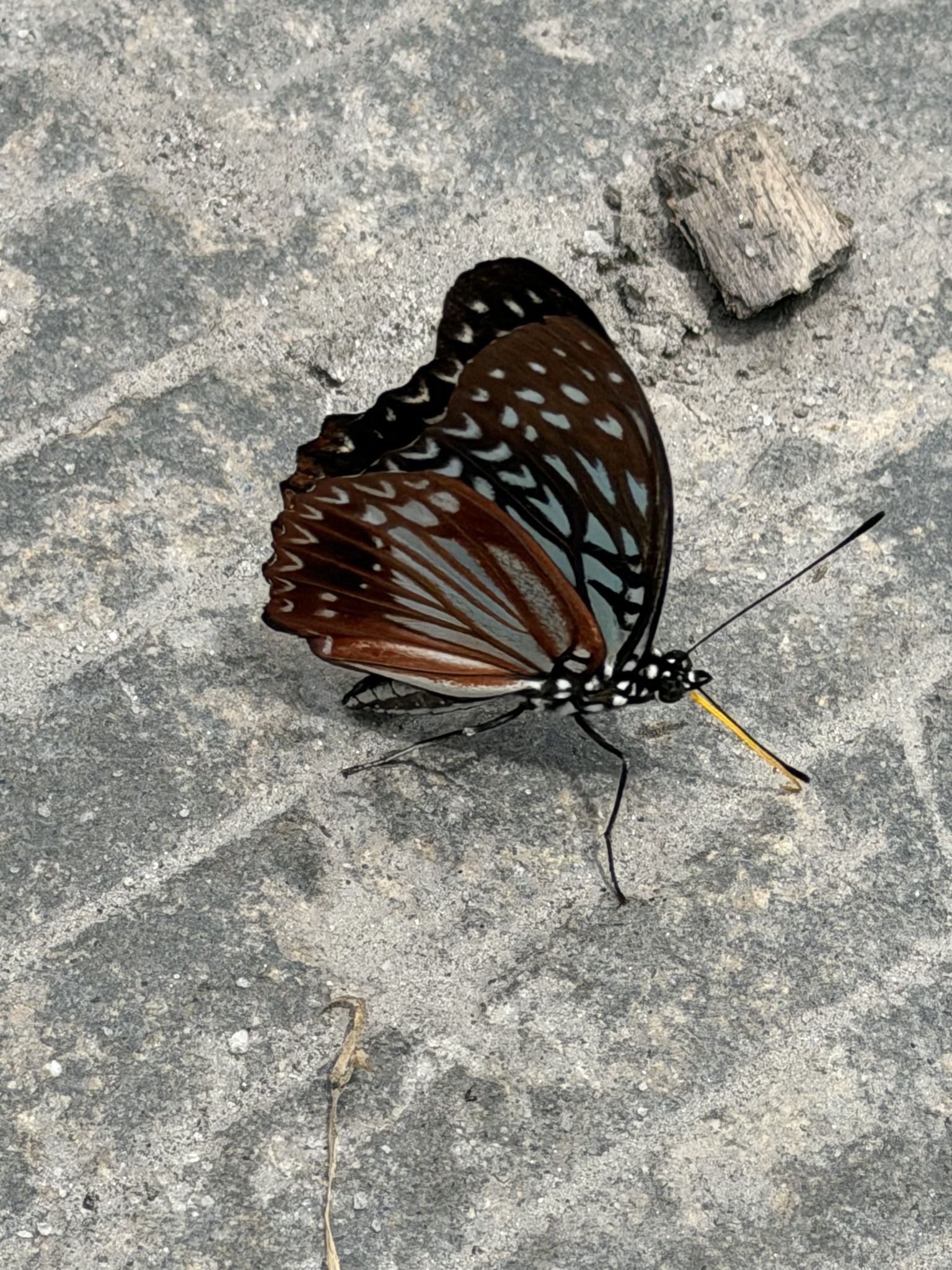 Hestinalis nama photograph