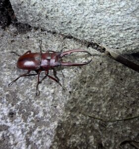 砂缘锯锹 (Prosopocoilus laterotarsus)