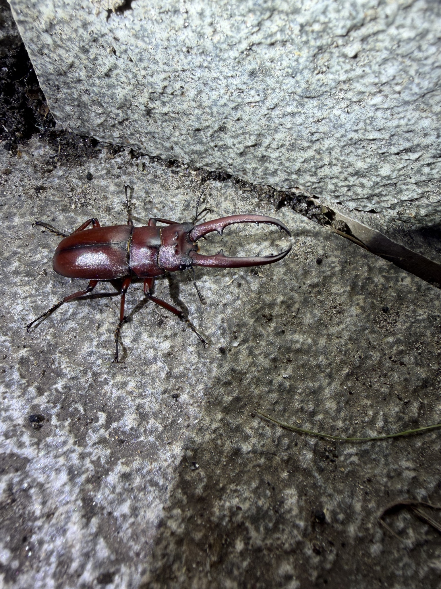 Prosopocoilus laterotarsus photograph