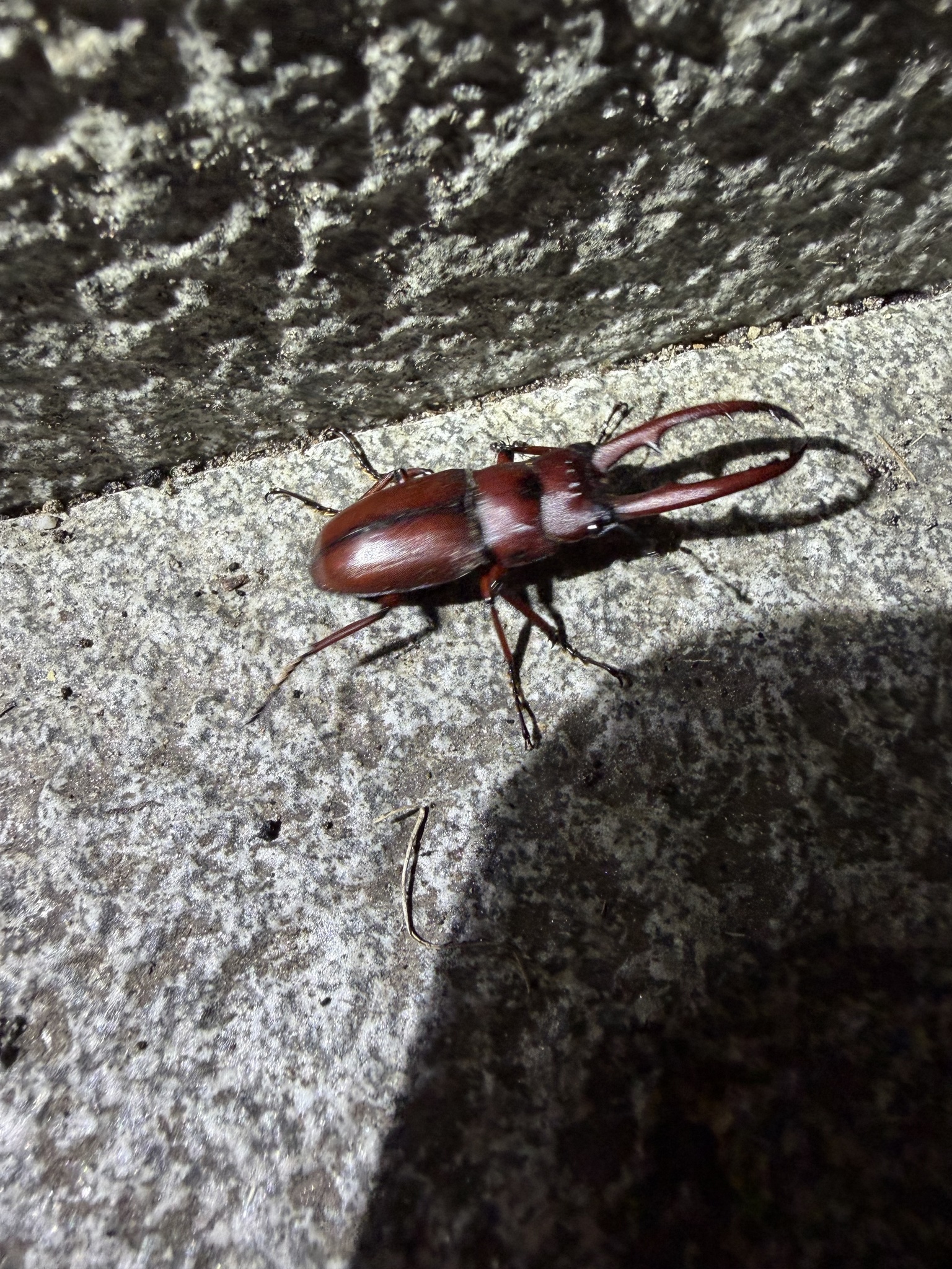 Prosopocoilus laterotarsus photograph