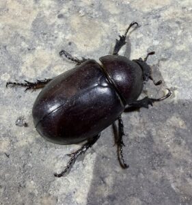 米氏姬兜 (Xylotrupes mniszechi mniszechi)