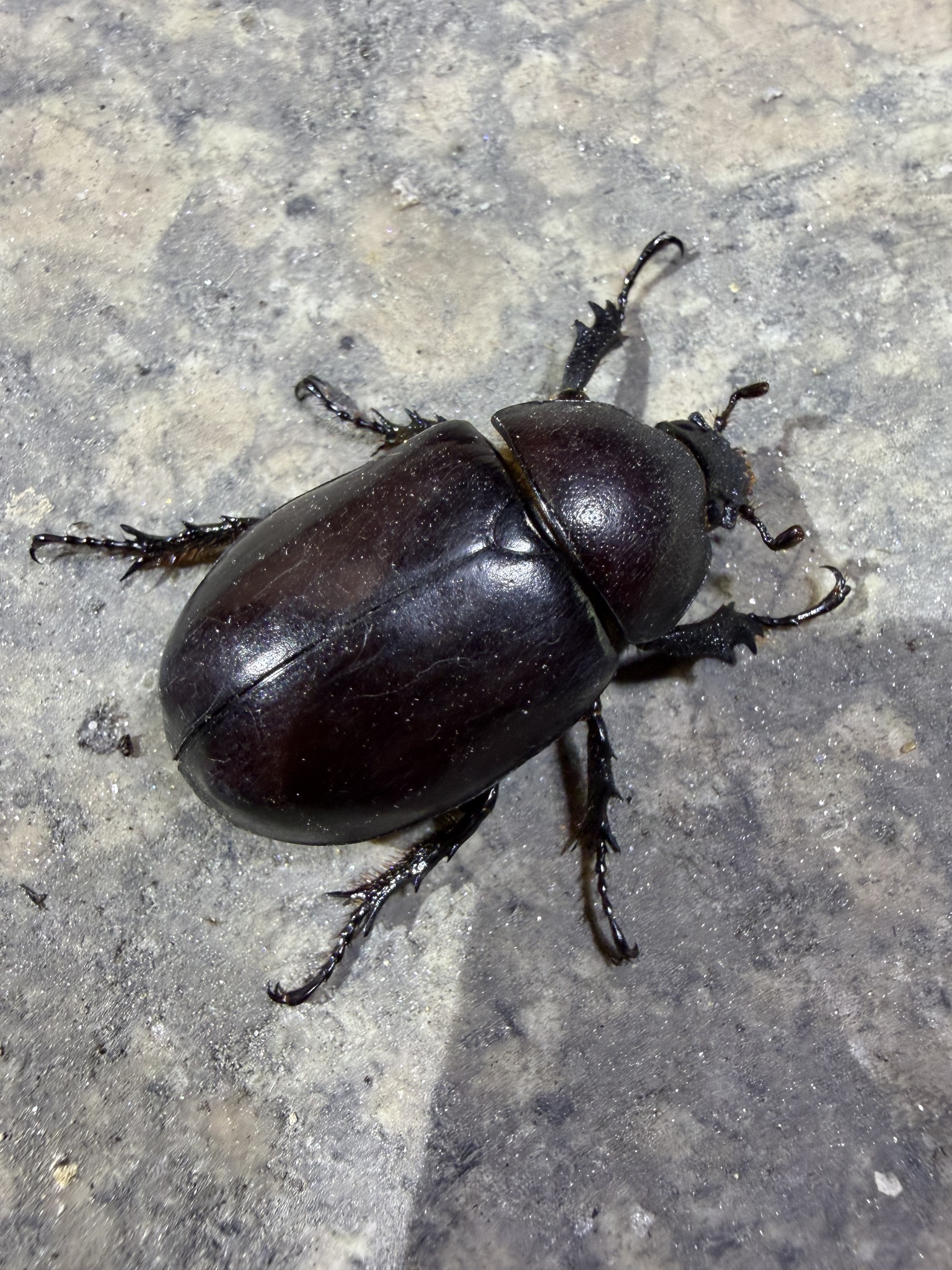 米氏姬兜 (Xylotrupes mniszechi mniszechi)
