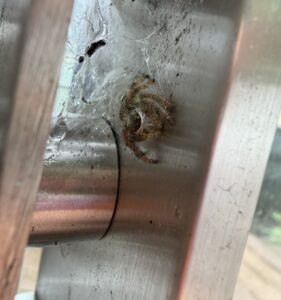 齐硕蝇象 (Hyllus qishuoi)