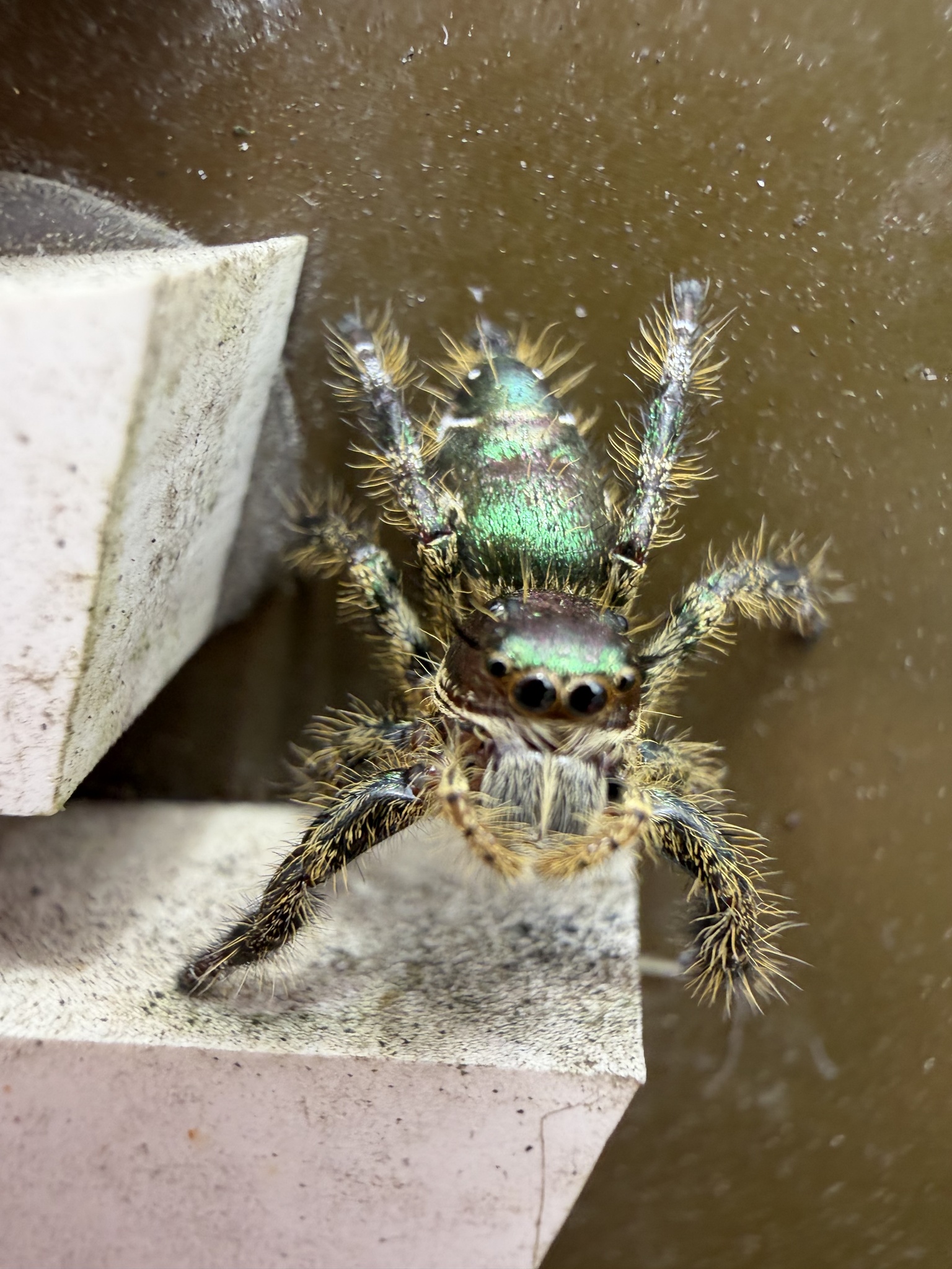 Hyllus qishuoi photograph