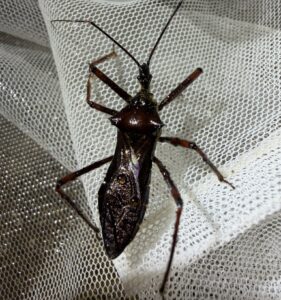 毛足菱猎蝽 (Isyndus pilosipes)