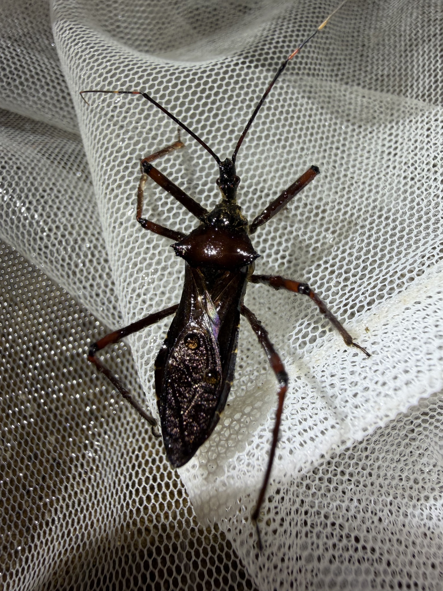 Isyndus pilosipes photograph