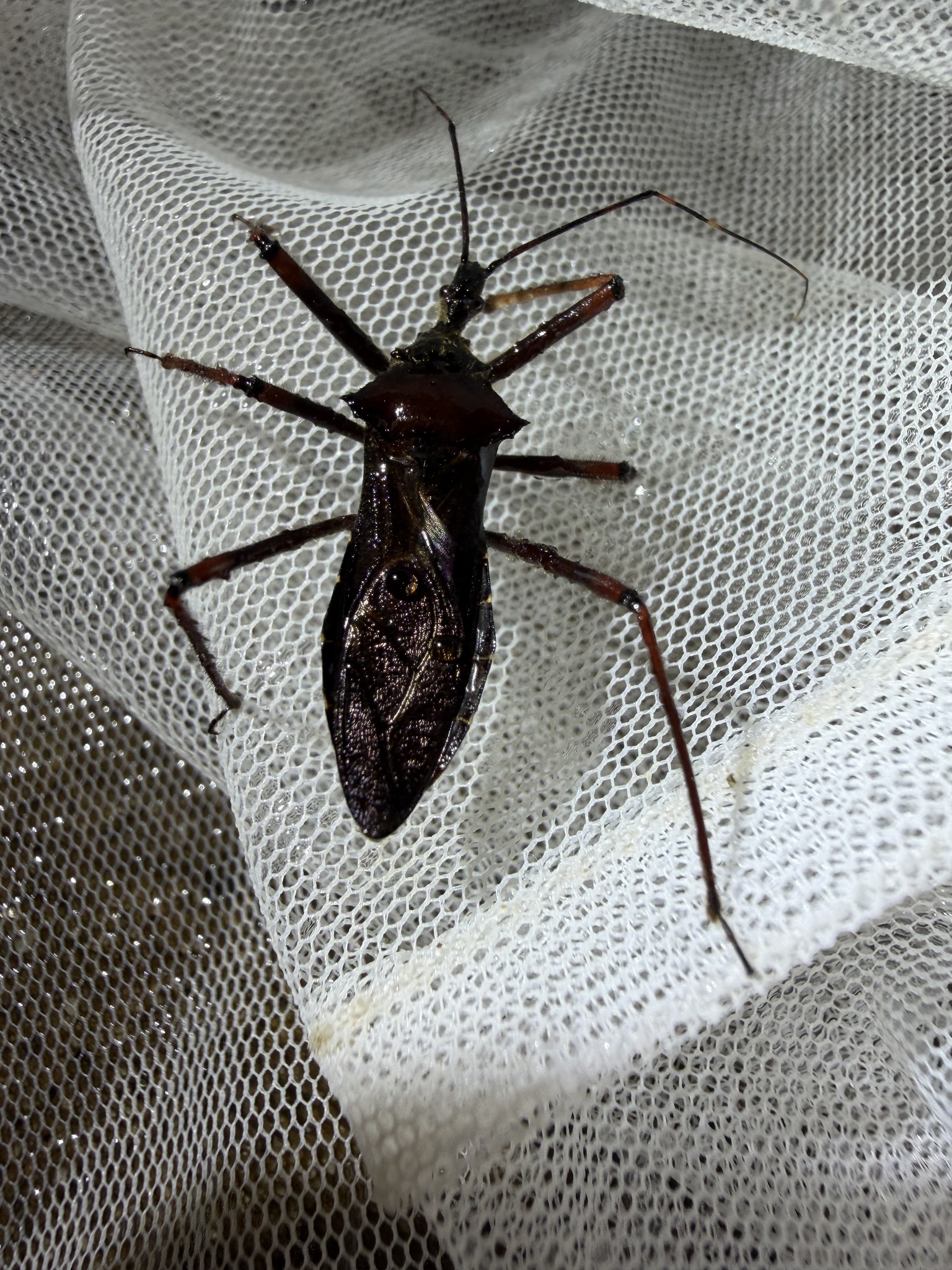 Isyndus pilosipes photograph
