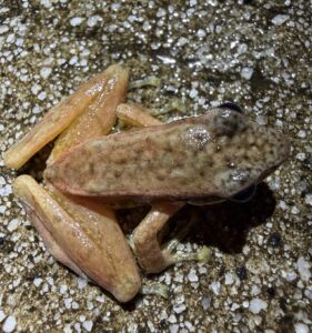 林芝湍蛙 (Amolops nyingchiensis)