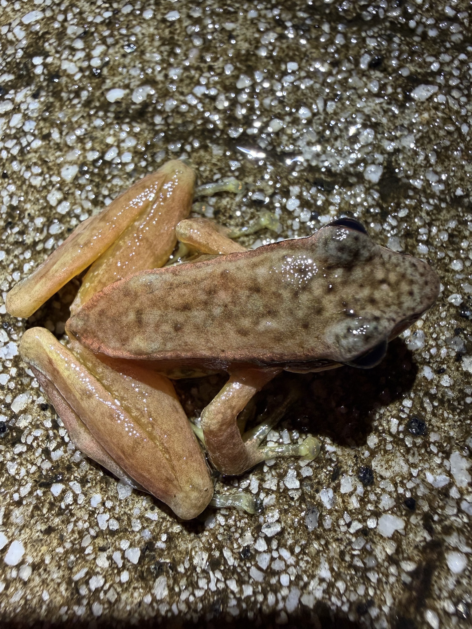 Amolops nyingchiensis photograph