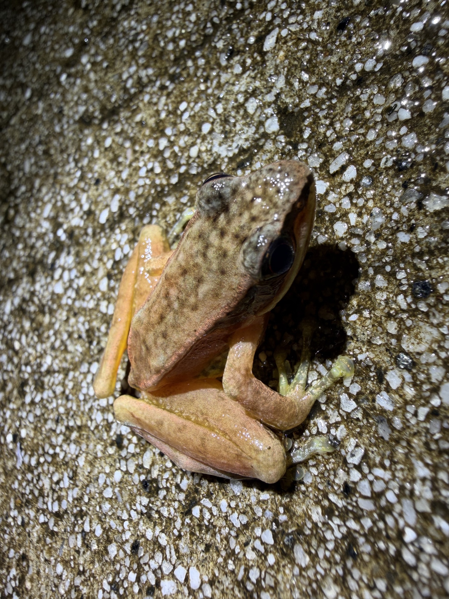 Amolops nyingchiensis photograph