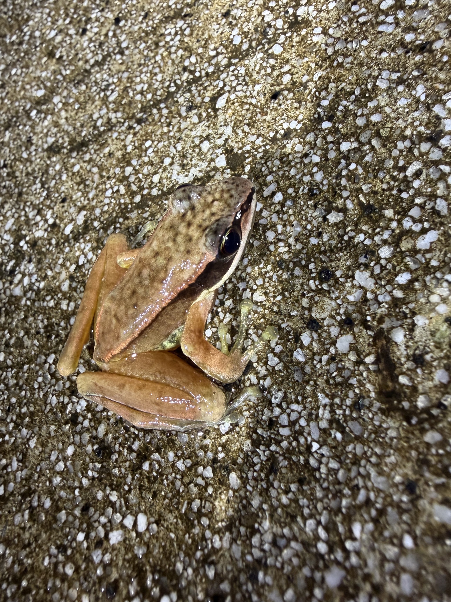 Amolops nyingchiensis photograph