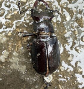 刘鹏宇深山锹甲 (Lucanus liupengyui)