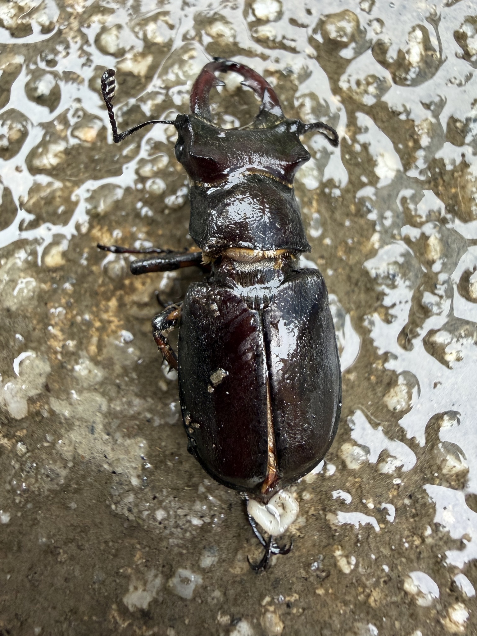Lucanus liupengyui photograph
