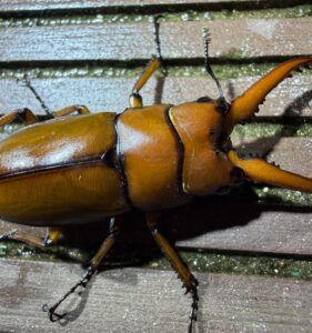两点赤锯锹甲藏东南亚种 (Prosopocoilus astacoides kachinensis)