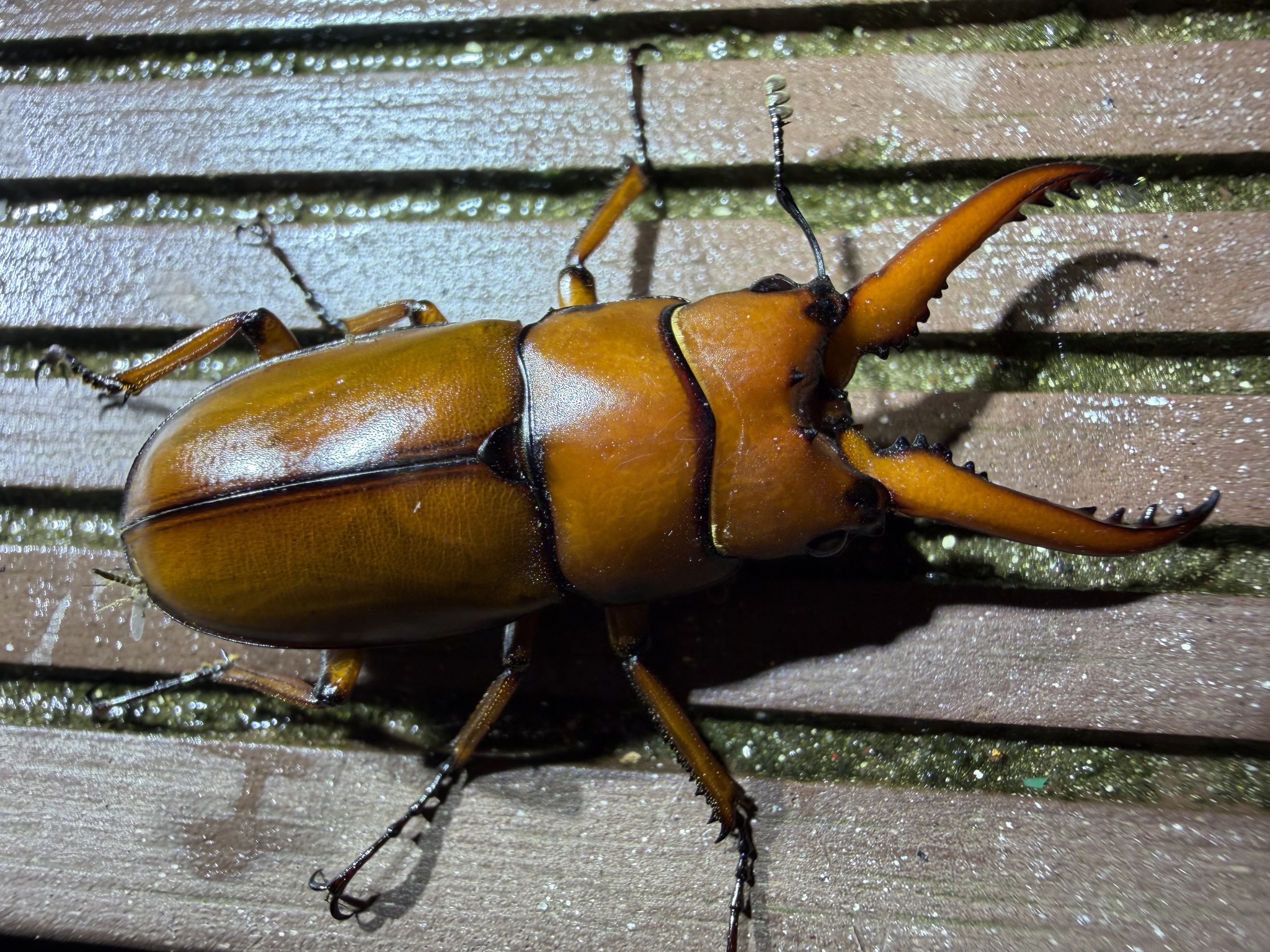 两点赤锯锹甲藏东南亚种 (Prosopocoilus astacoides kachinensis)