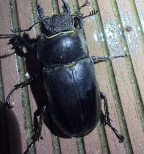 Lucanus lunifer franciscae