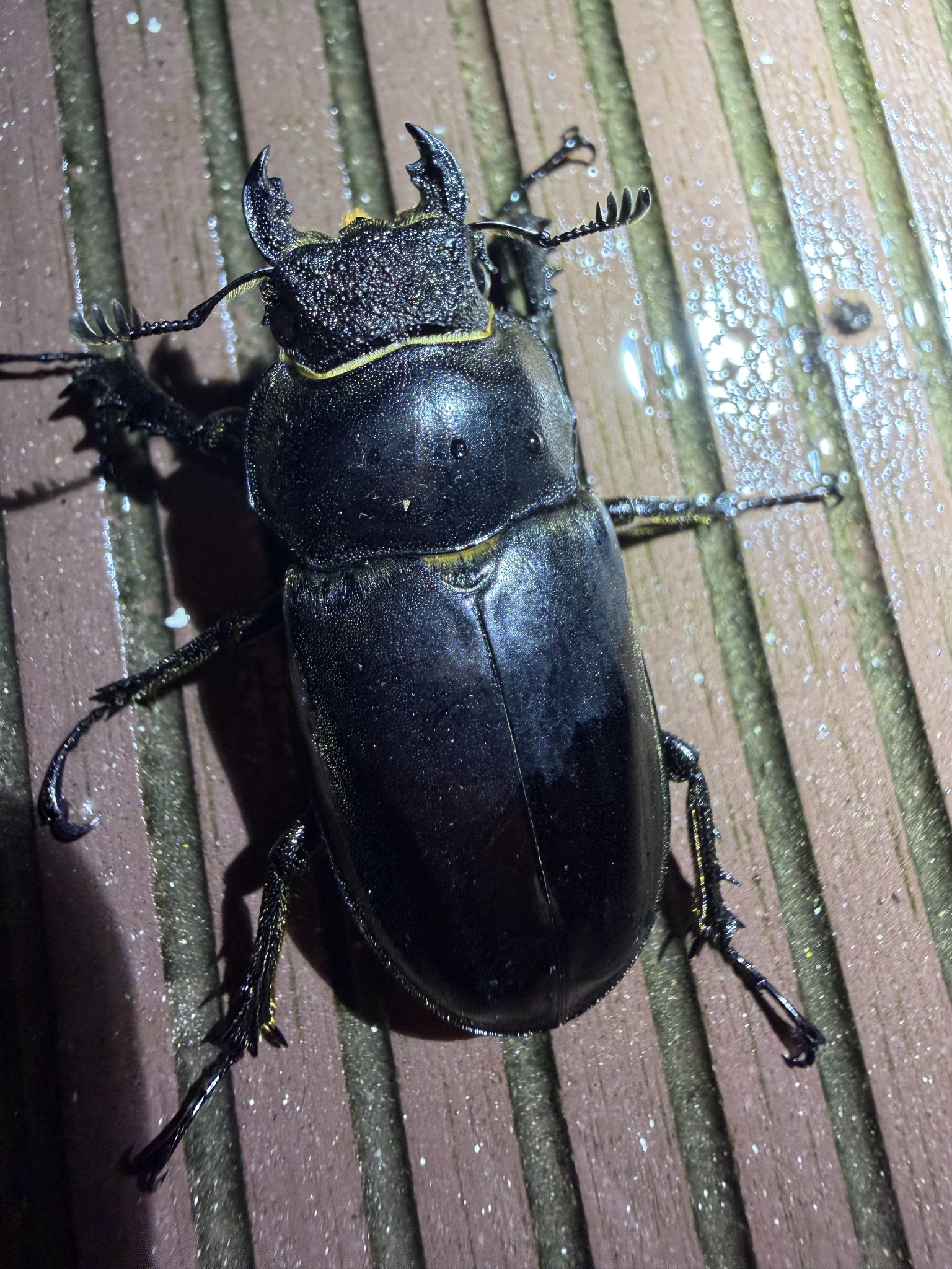 Lucanus lunifer franciscae photograph