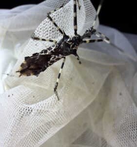 皮氏粉猎蝽 (Platerus pilcheri)