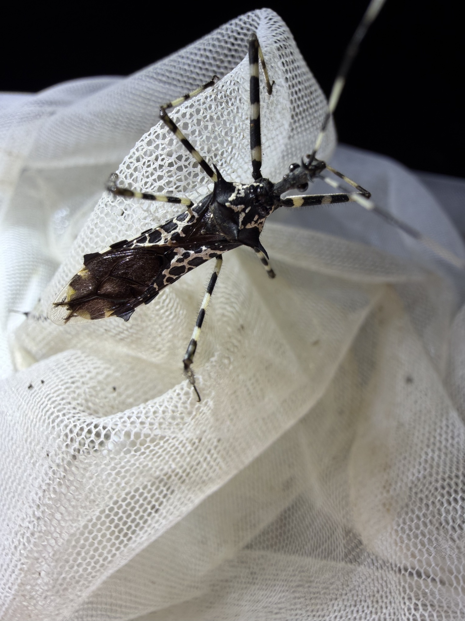 Platerus pilcheri photograph