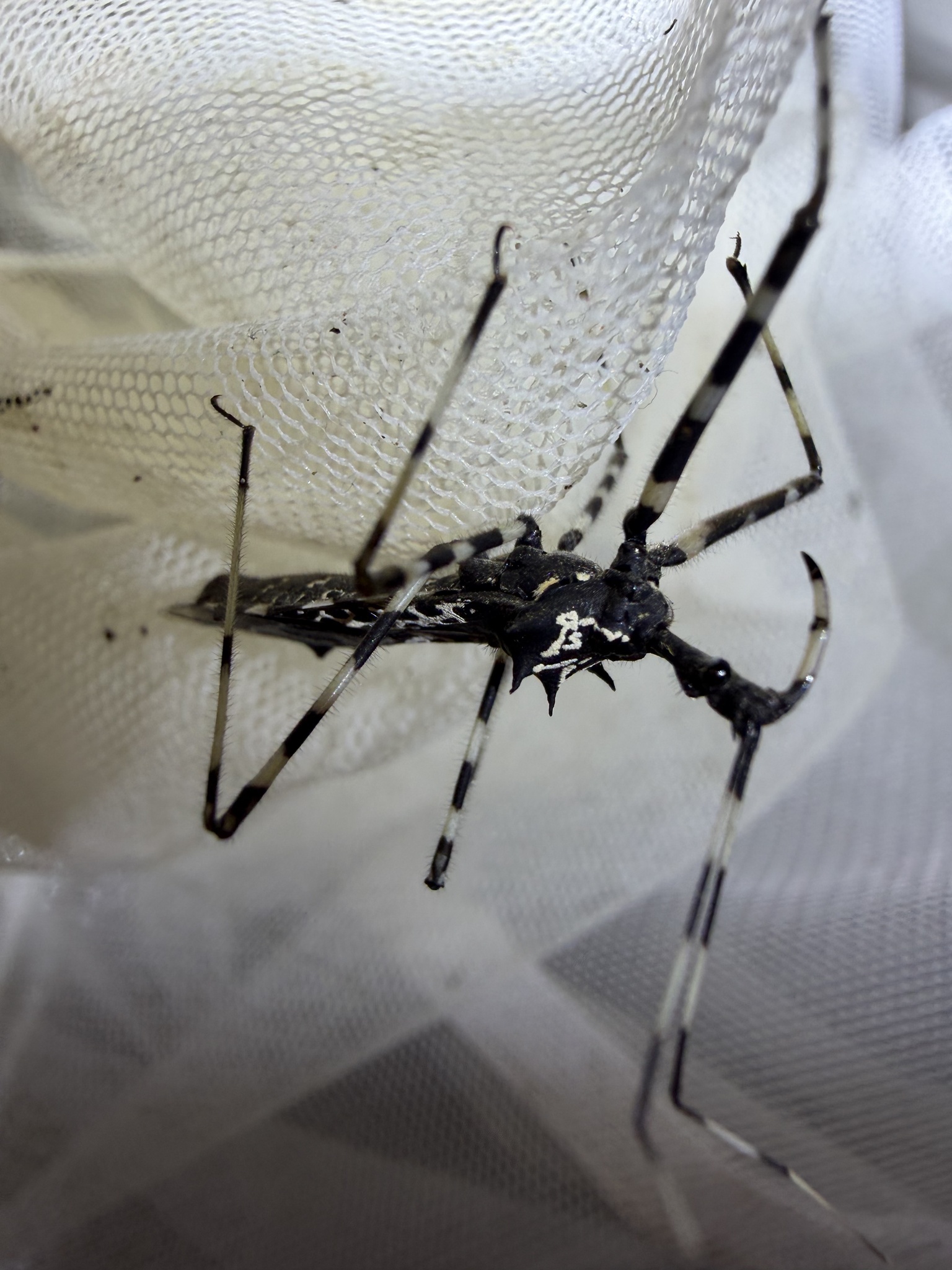Platerus pilcheri photograph