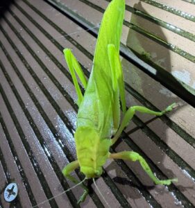 Paraxantia rubripes