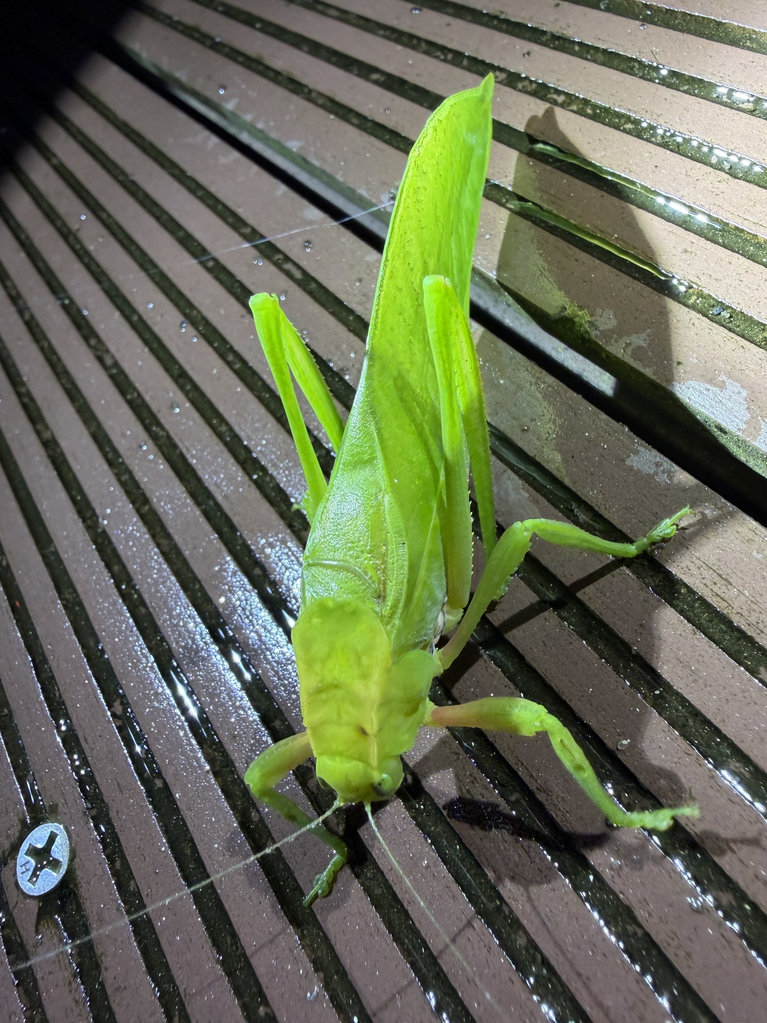 Paraxantia rubripes photograph