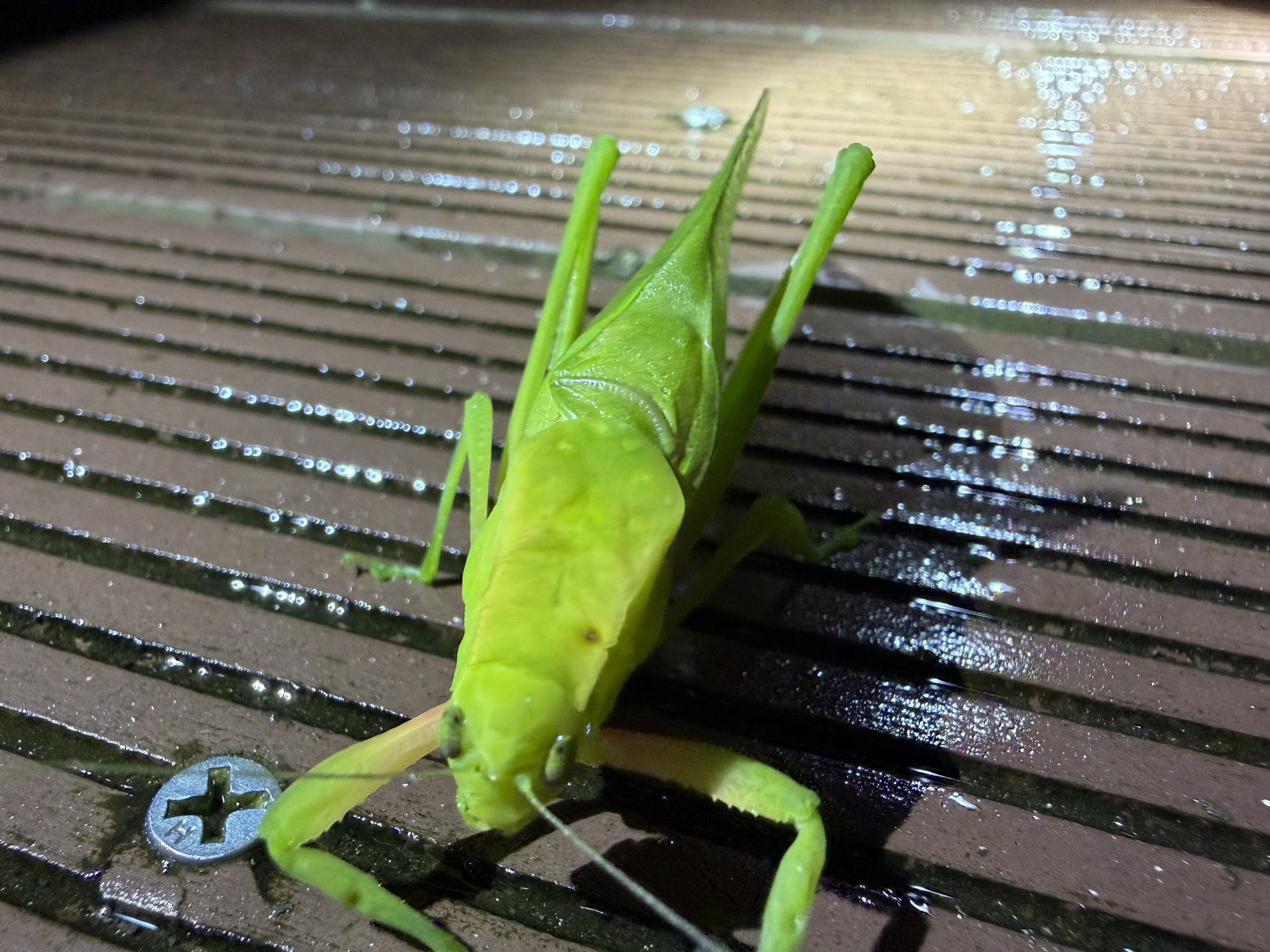 Paraxantia rubripes photograph