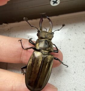 Lucanus lunifer franciscae