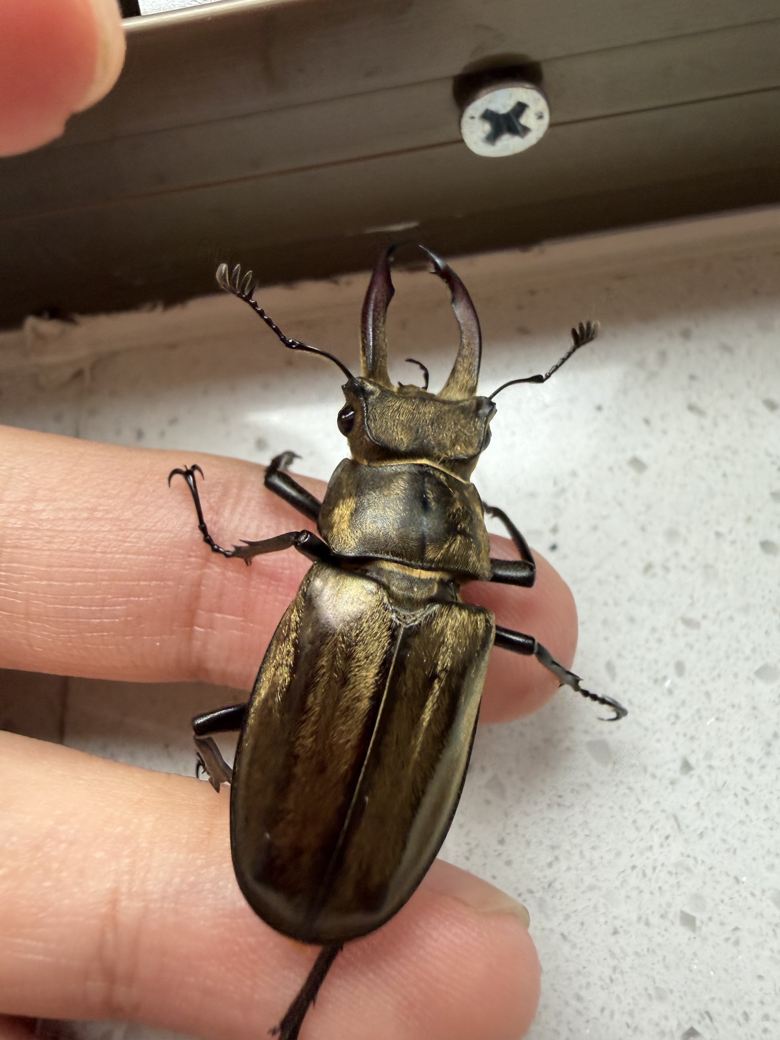 Lucanus lunifer franciscae photograph