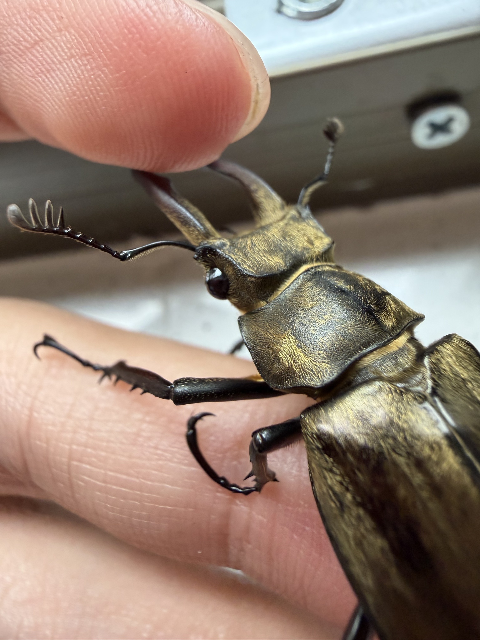 Lucanus lunifer franciscae photograph