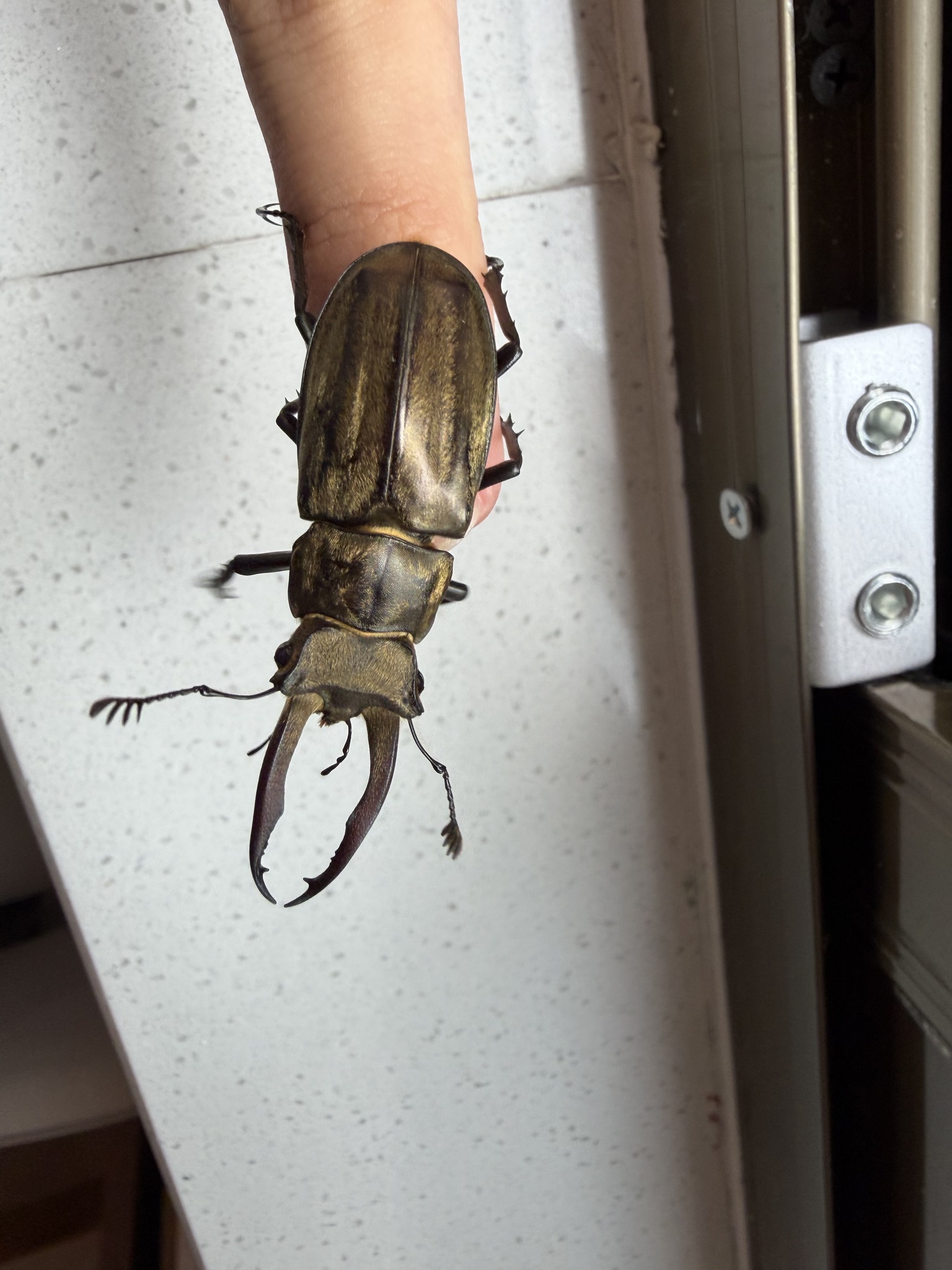 Lucanus lunifer franciscae photograph
