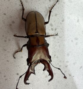 阿萨姆环锹甲指名亚种 (Cyclommatinus assamensis assamensis)