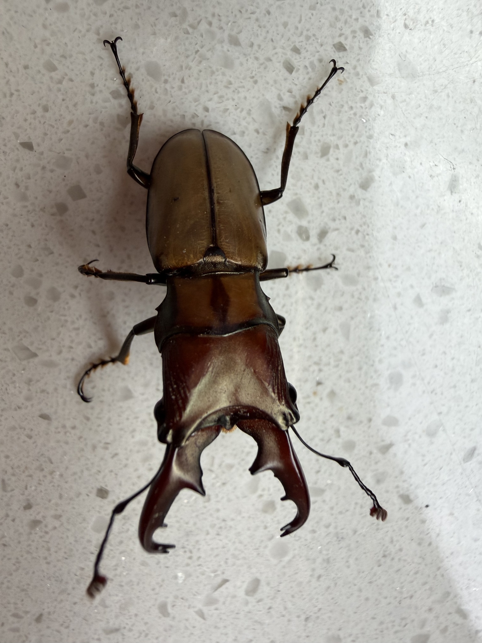 Cyclommatinus assamensis assamensis photograph