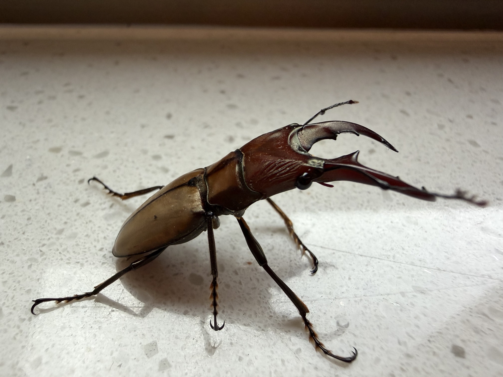 Cyclommatinus assamensis assamensis photograph