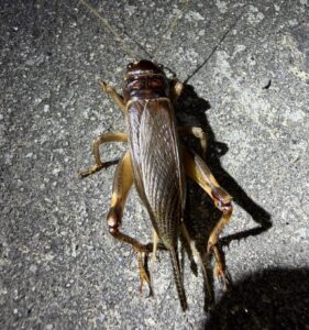 花生大蟋 (Tarbinskiellus portentosus)