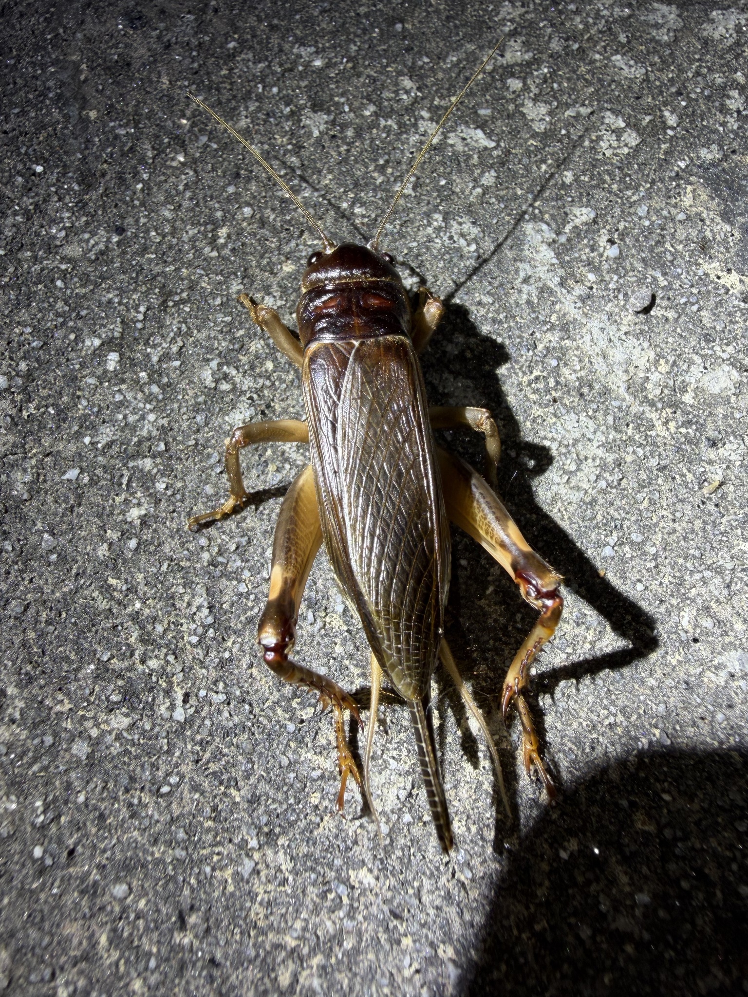 Tarbinskiellus portentosus photograph