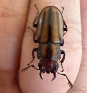 阿萨姆环锹甲 (Cyclommatinus assamensis)