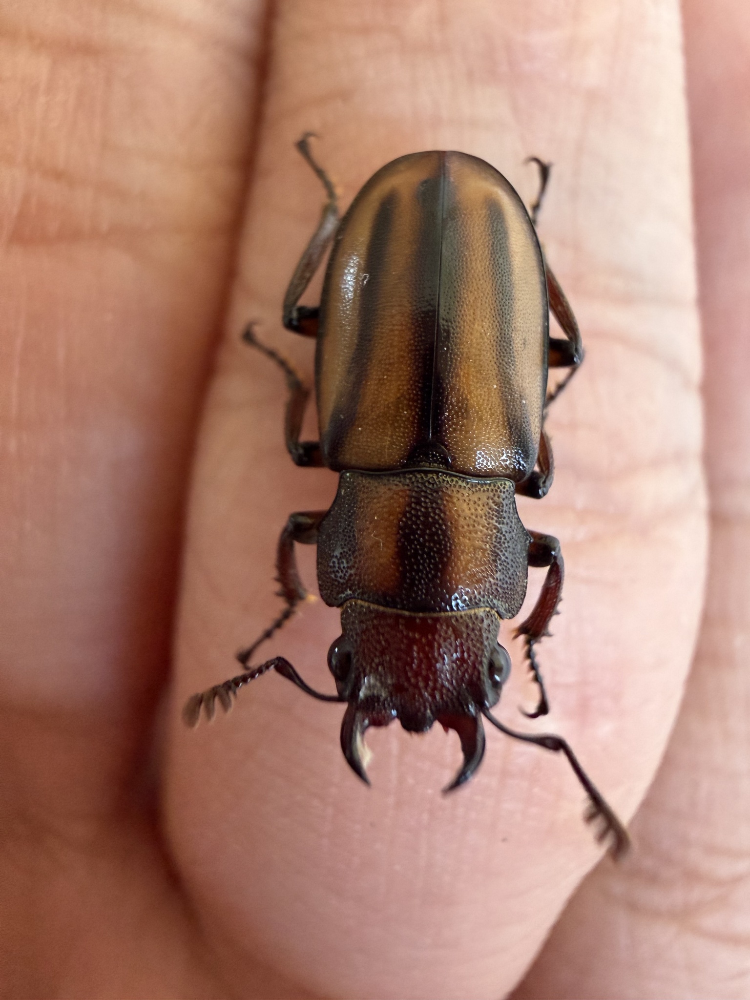 Cyclommatinus assamensis photograph