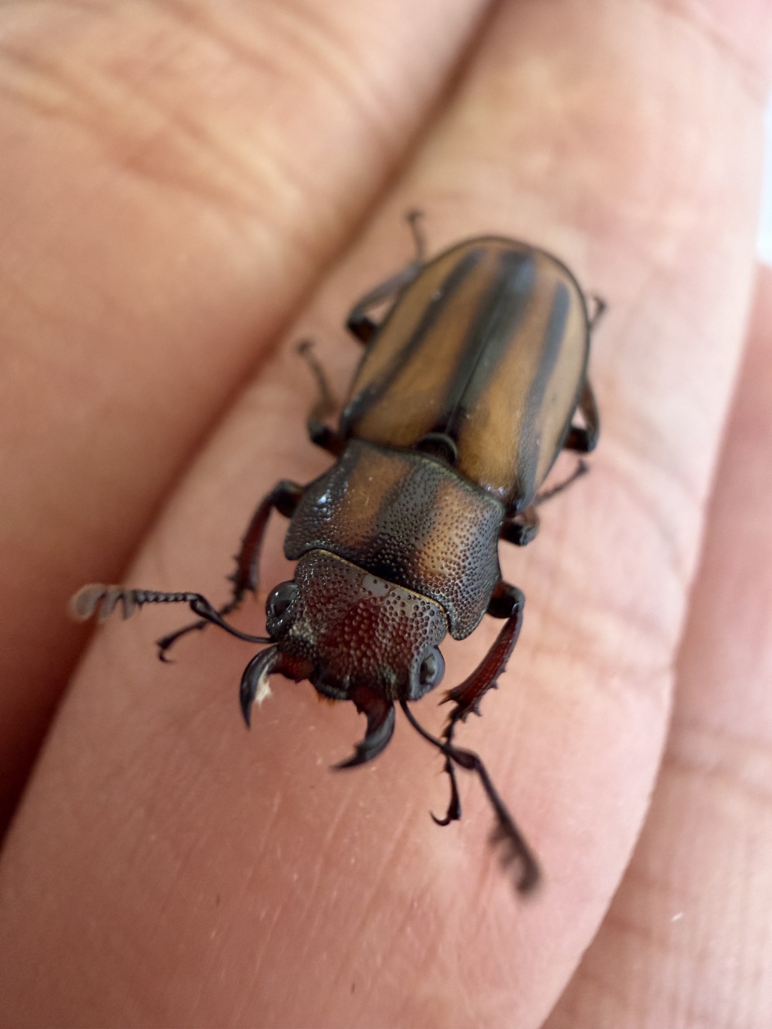 Cyclommatinus assamensis photograph