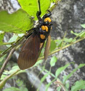 唇沟蝉 (Graptotettix guttatus)