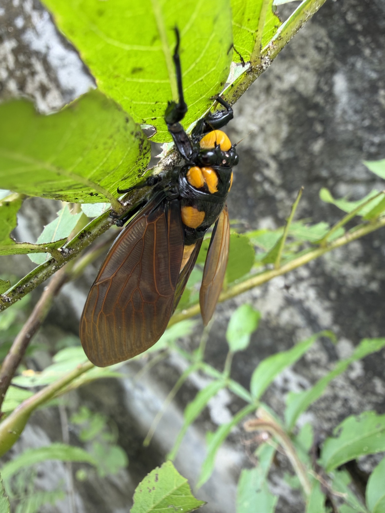 Graptotettix guttatus photograph