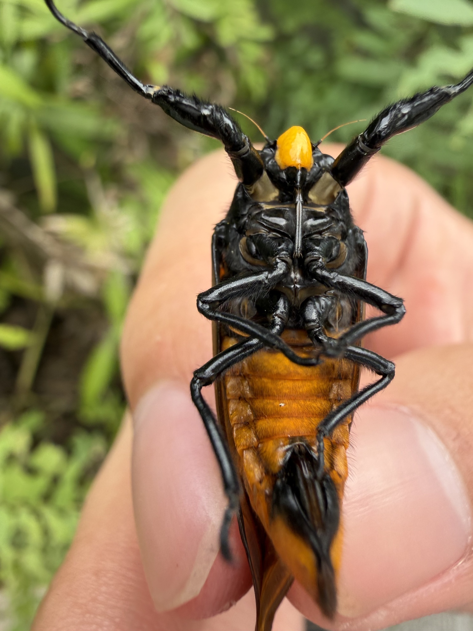 Graptotettix guttatus photograph