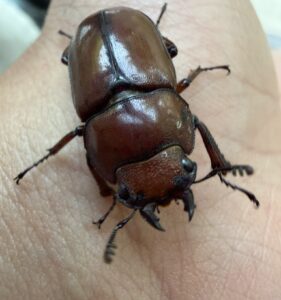 两点赤锯锹甲藏东南亚种 (Prosopocoilus astacoides kachinensis)