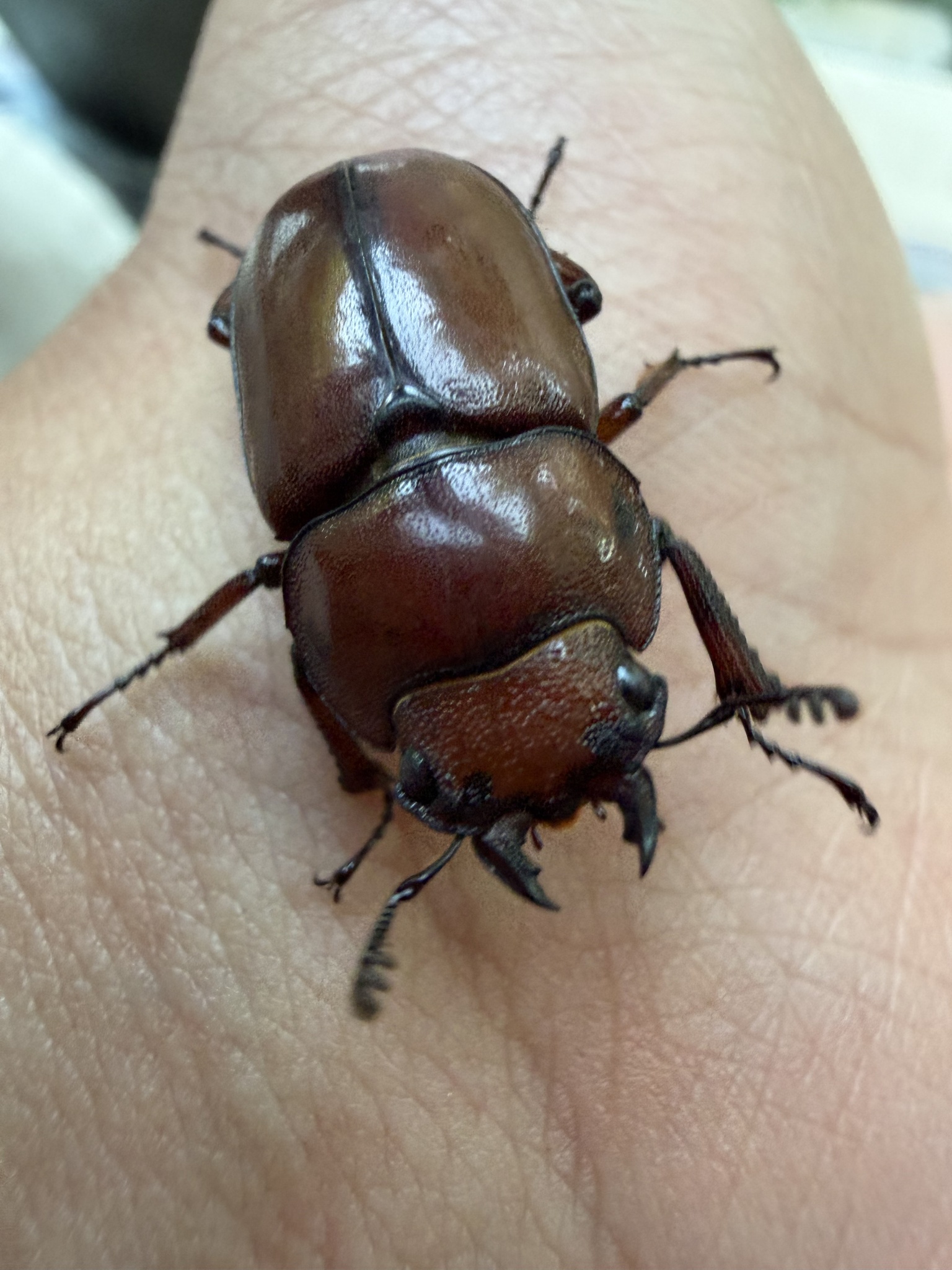 Prosopocoilus astacoides kachinensis photograph