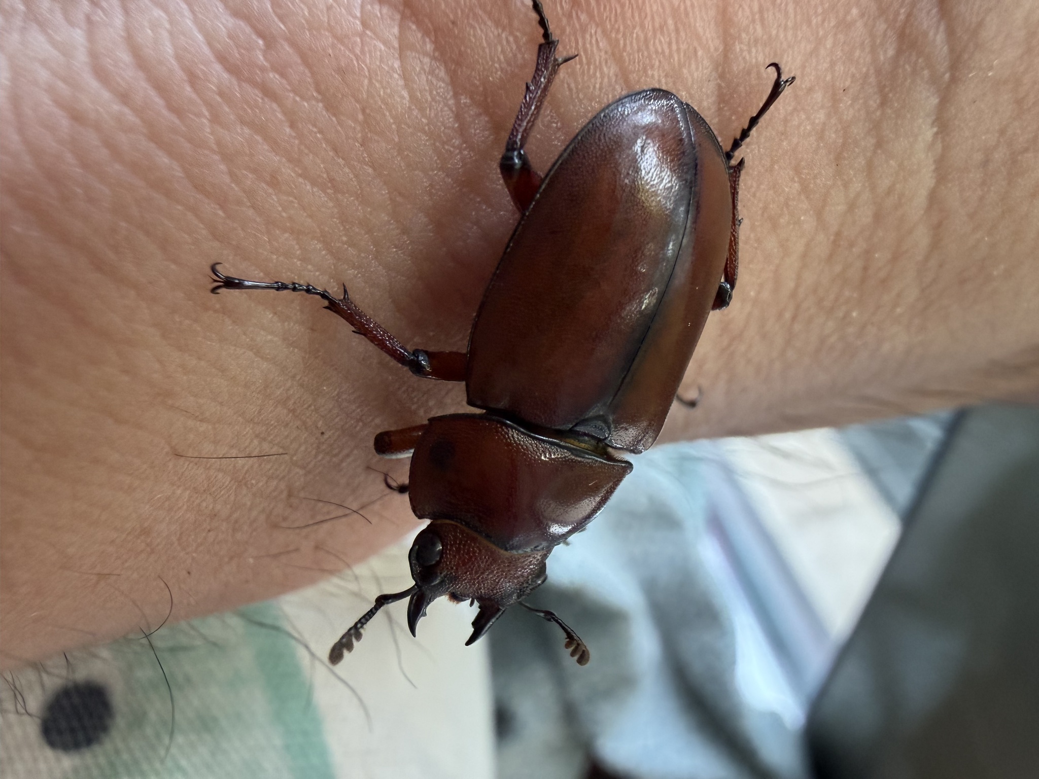 Prosopocoilus astacoides kachinensis photograph