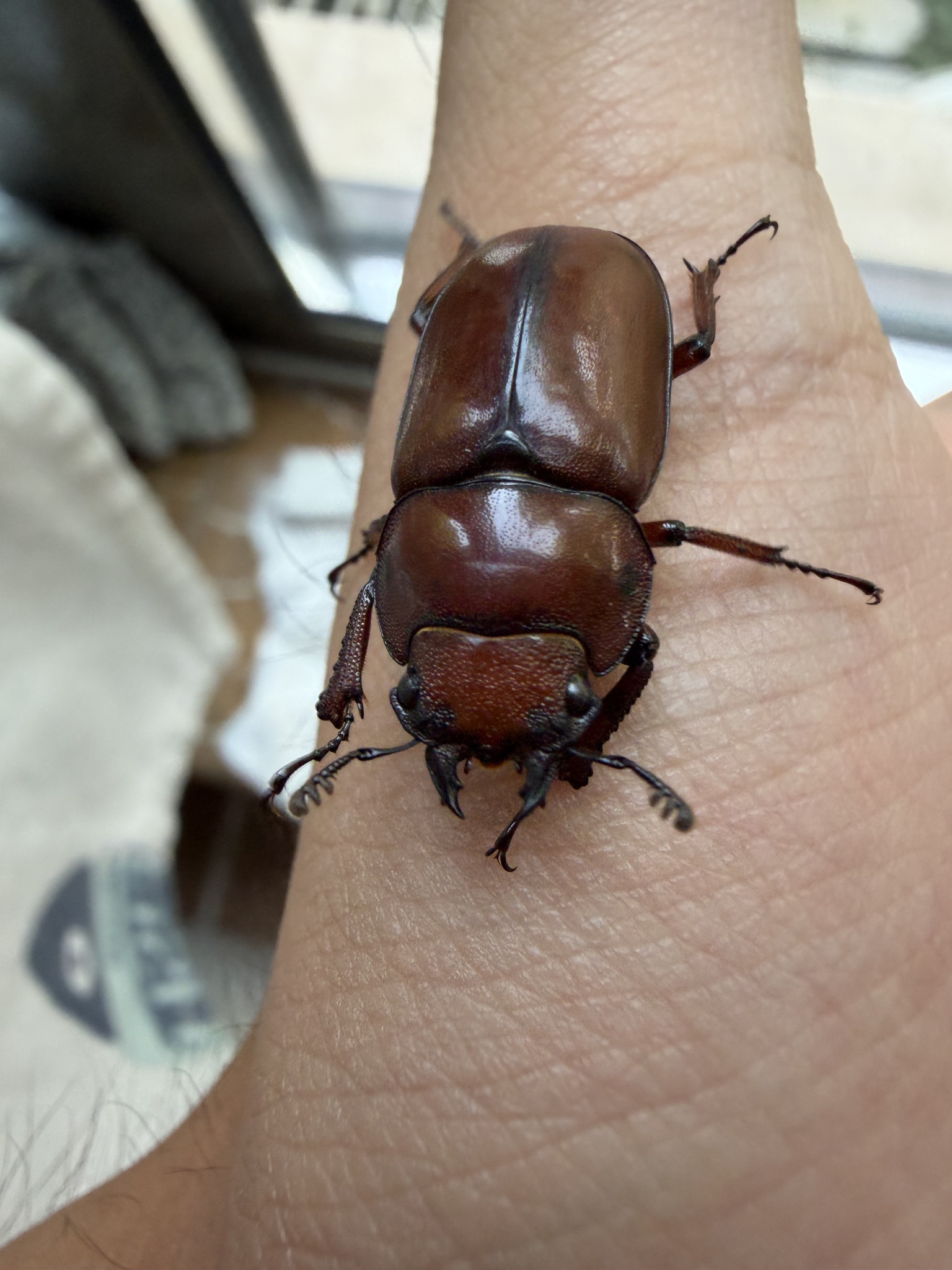 Prosopocoilus astacoides kachinensis photograph