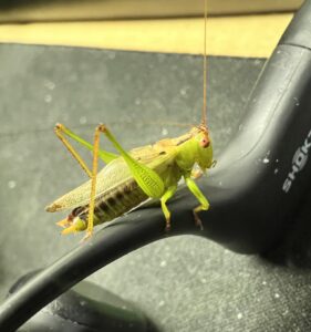 Meadow Katydid (Orchelimum)