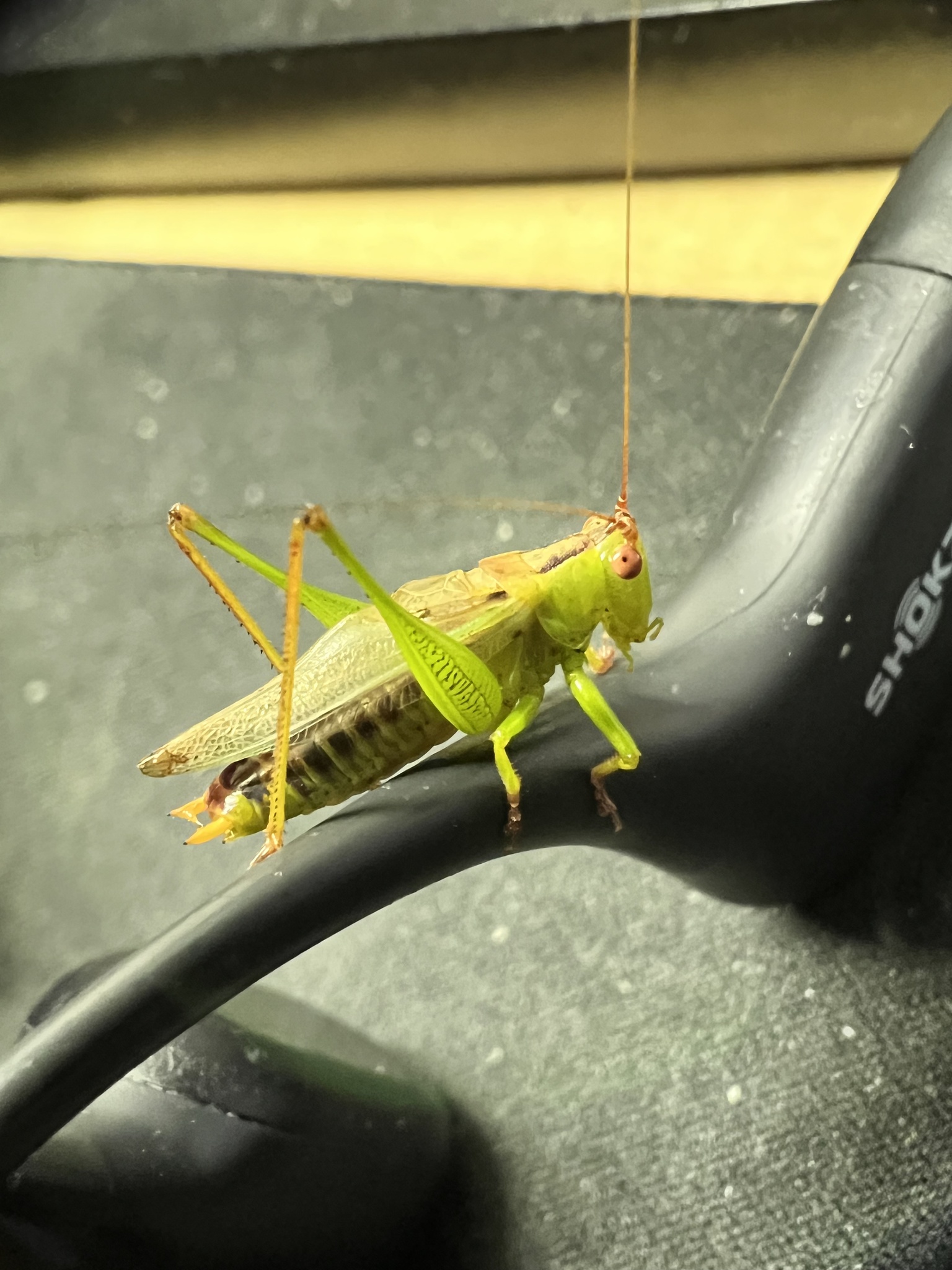 Meadow Katydid (Orchelimum)