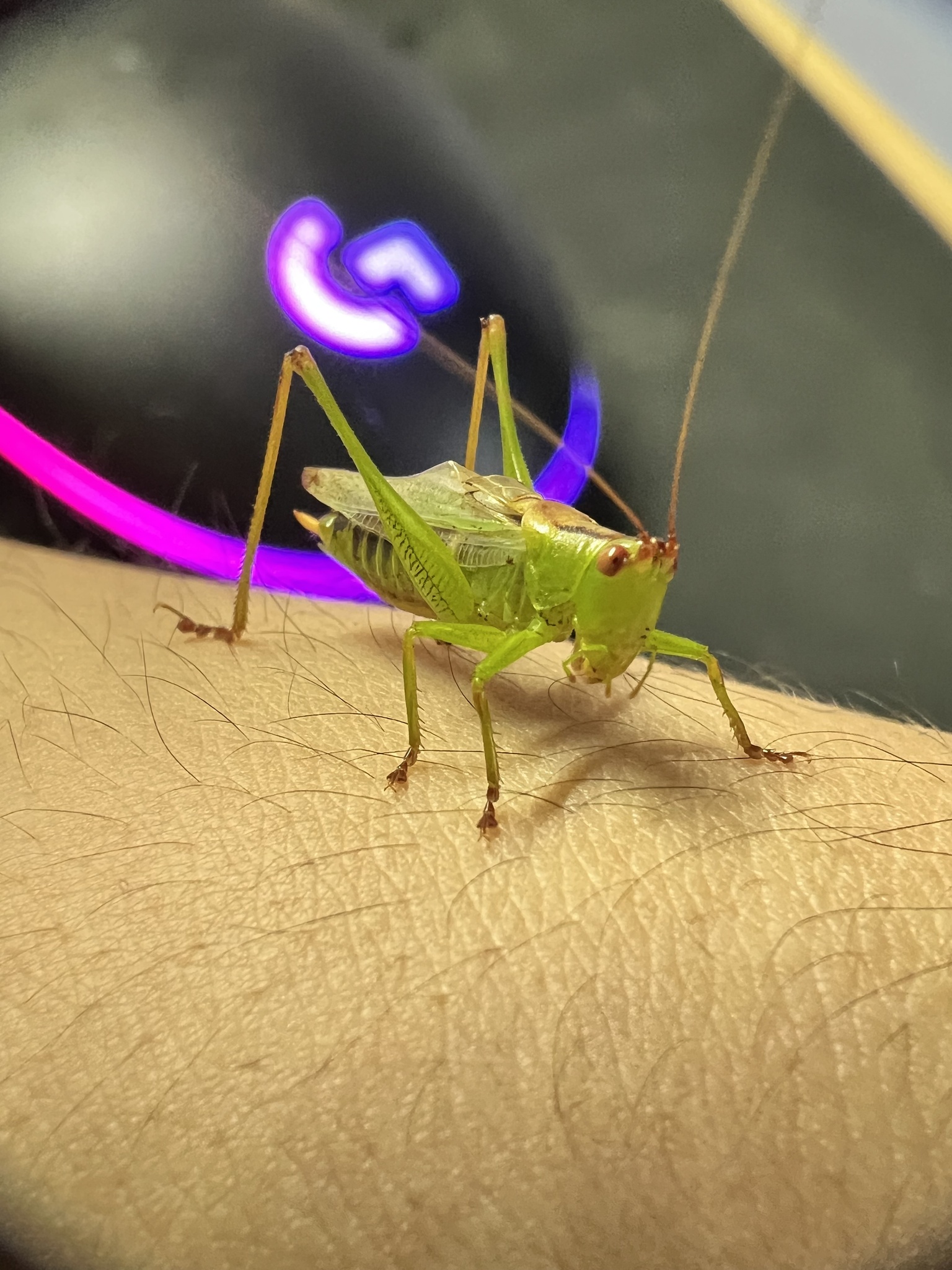 Orchelimum meadow katydid on a hand