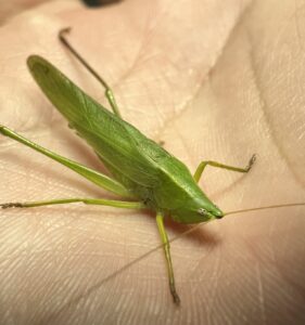 Common Conehead (Neoconocephalus)